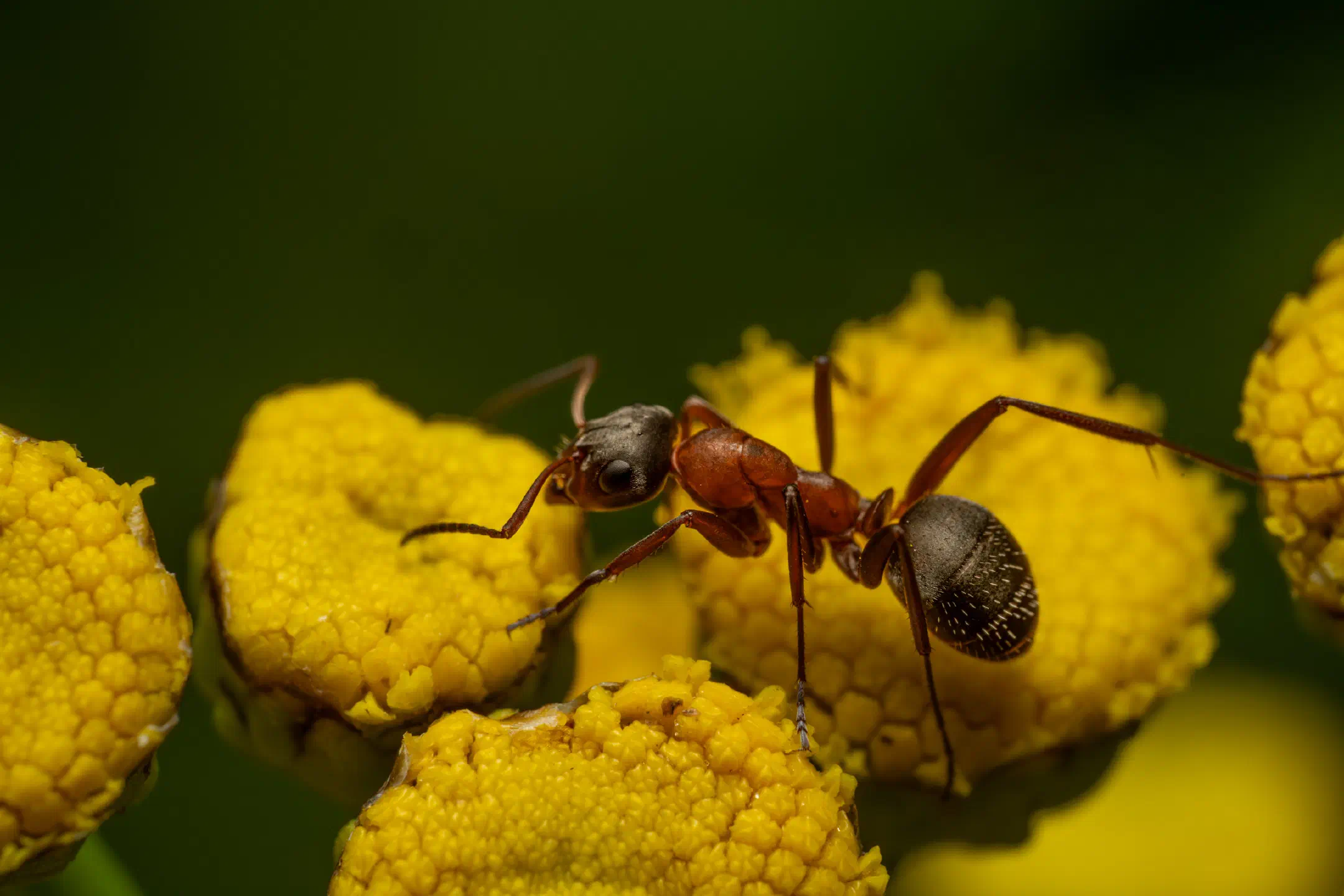 Red-barbed Ant | Red-barbed Ant