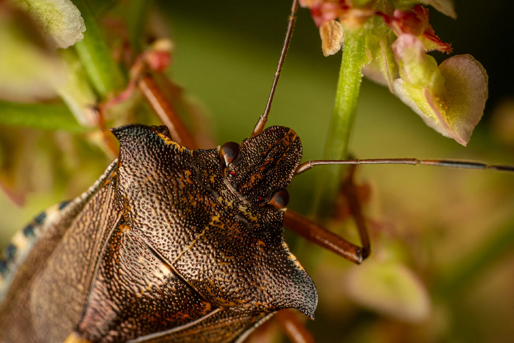 Forest Bug | Forest Bug