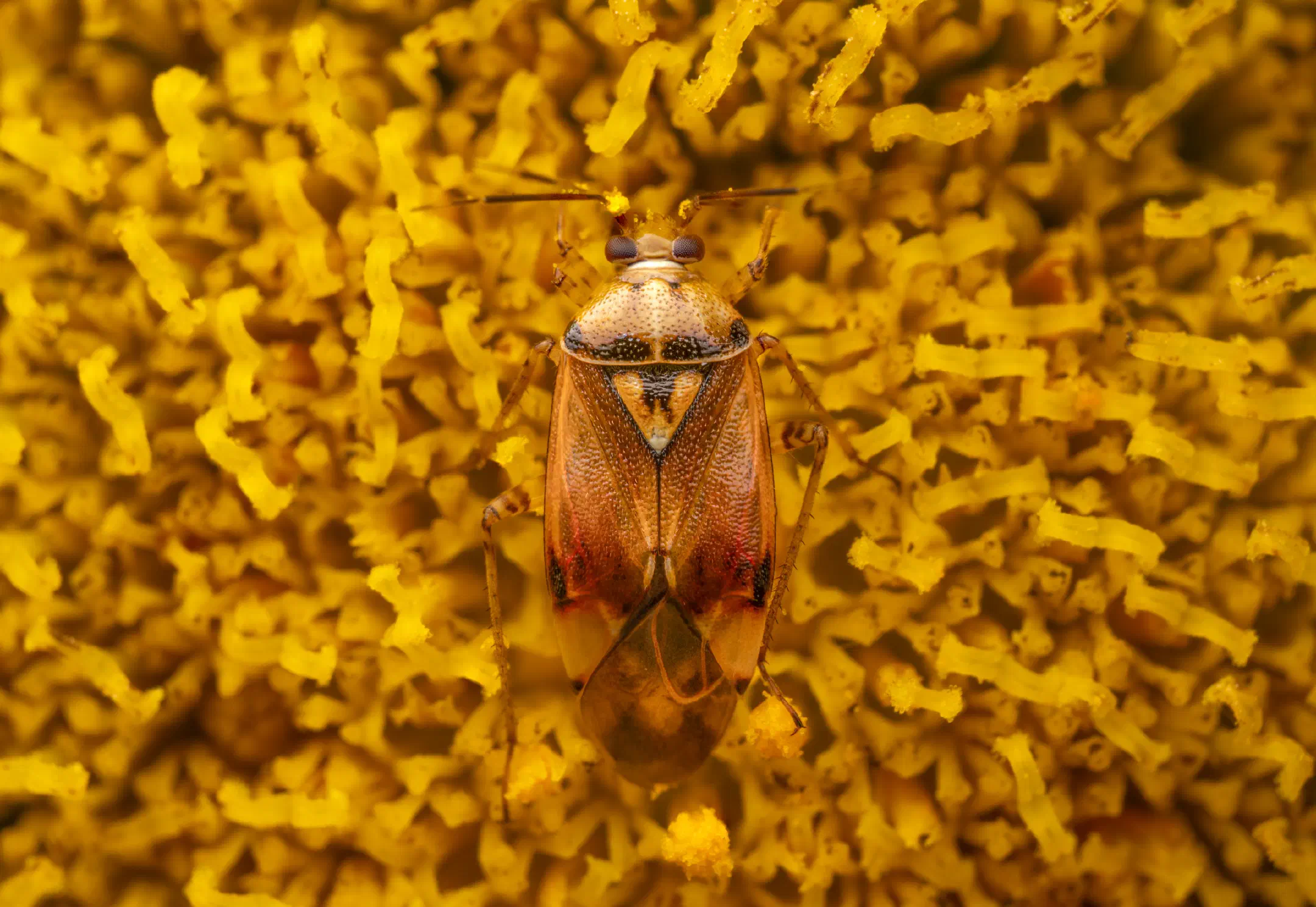 Lygus pratensis | Lygus pratensis