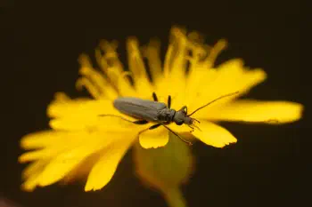 Greenish Oedemera
