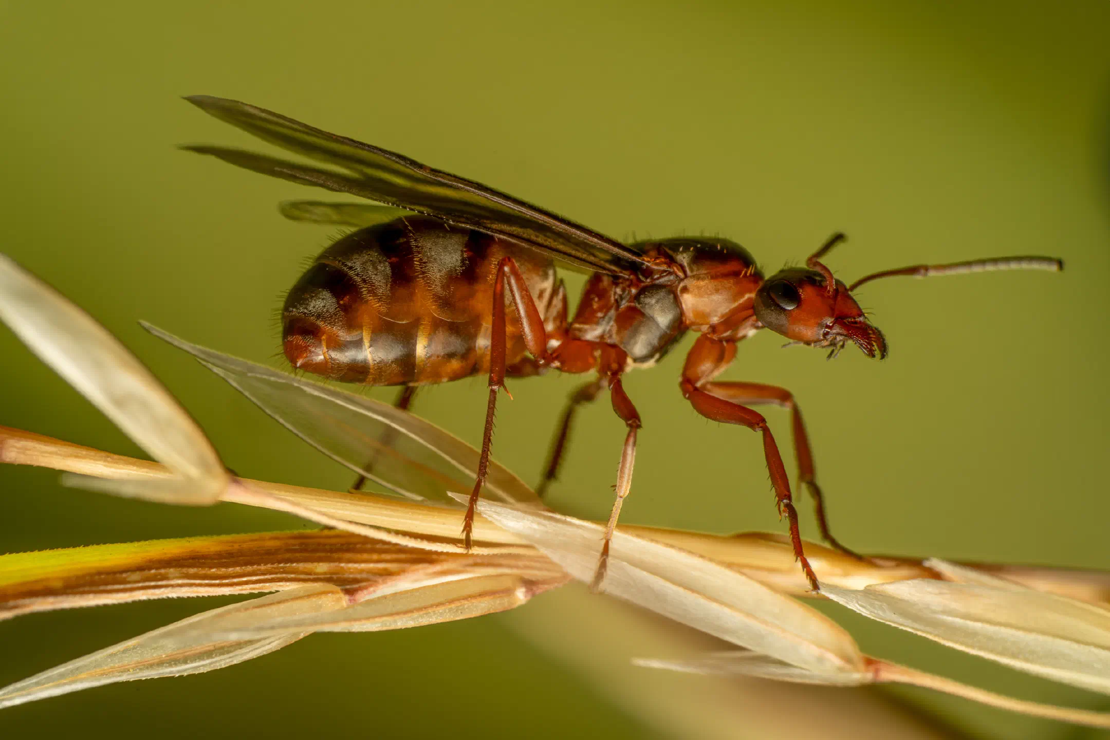 Red-barbed Ant | Red-barbed Ant