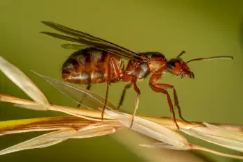 Red-barbed Ant