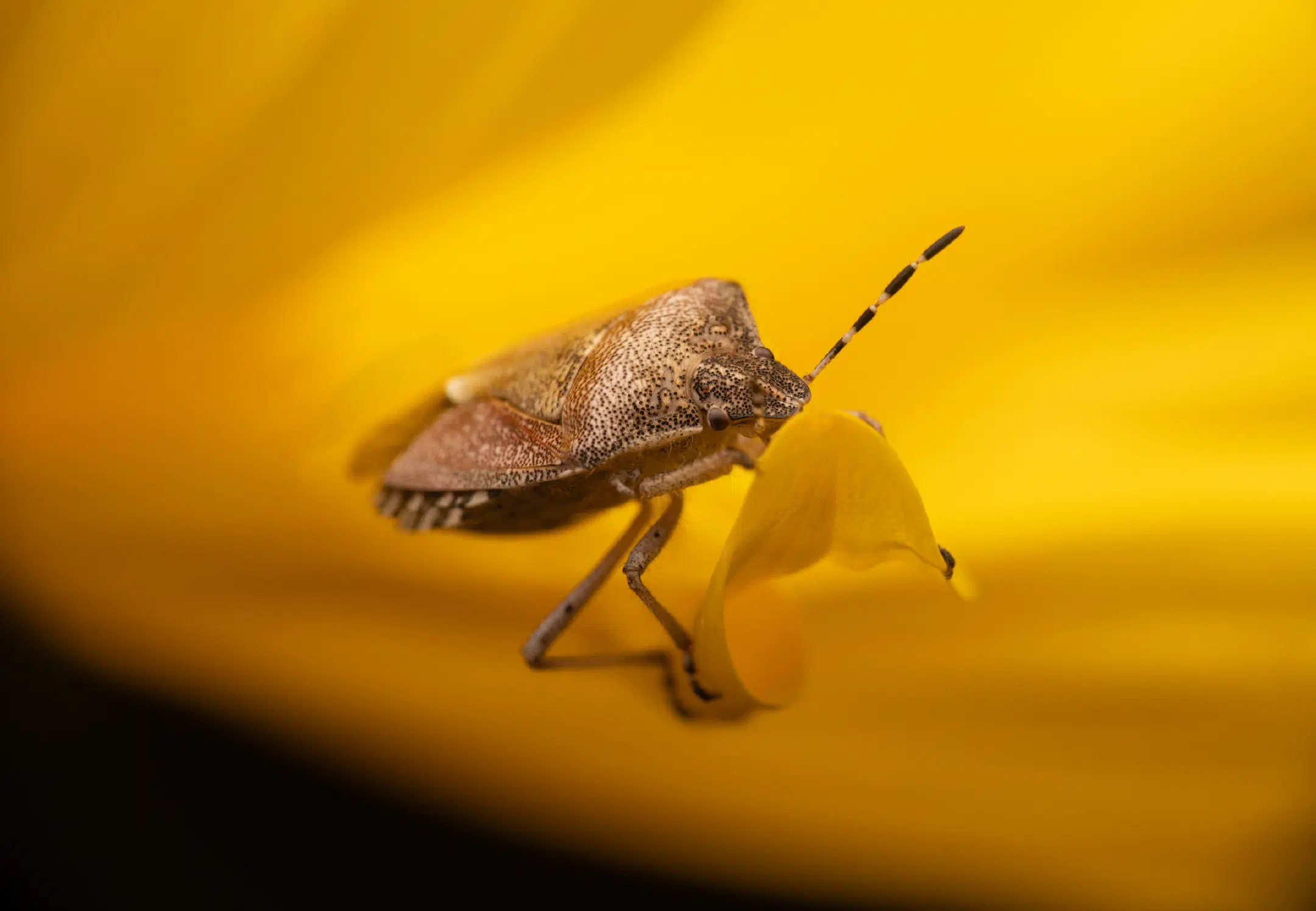 Sloe Bug | Sloe Bug