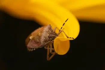Sloe Bug