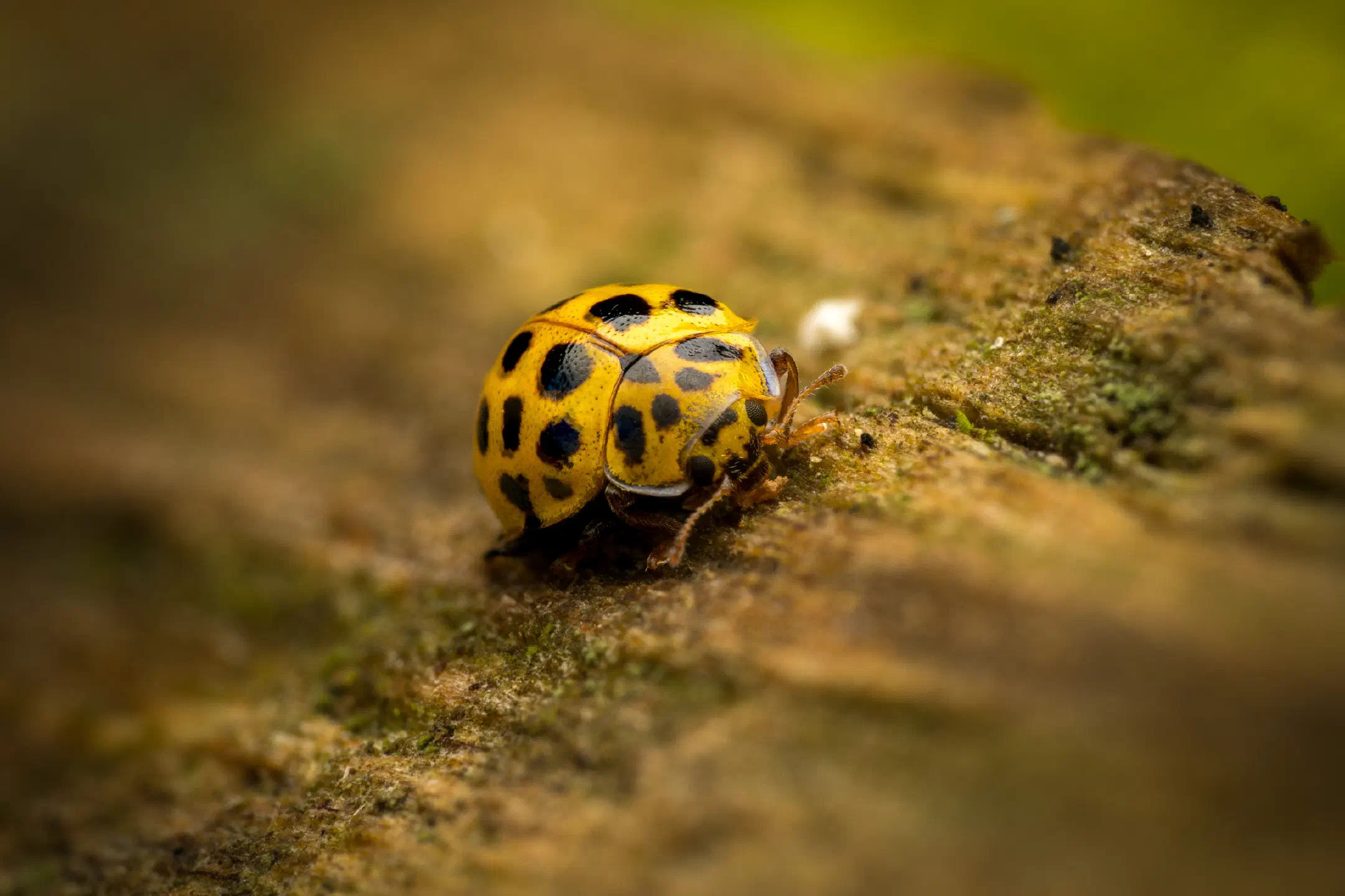 22-spot Ladybird | 22-spot Ladybird