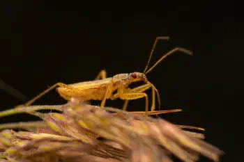 Marsh Damsel Bug