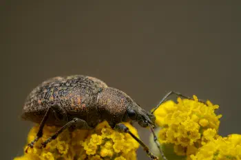 Black Vine Weevil