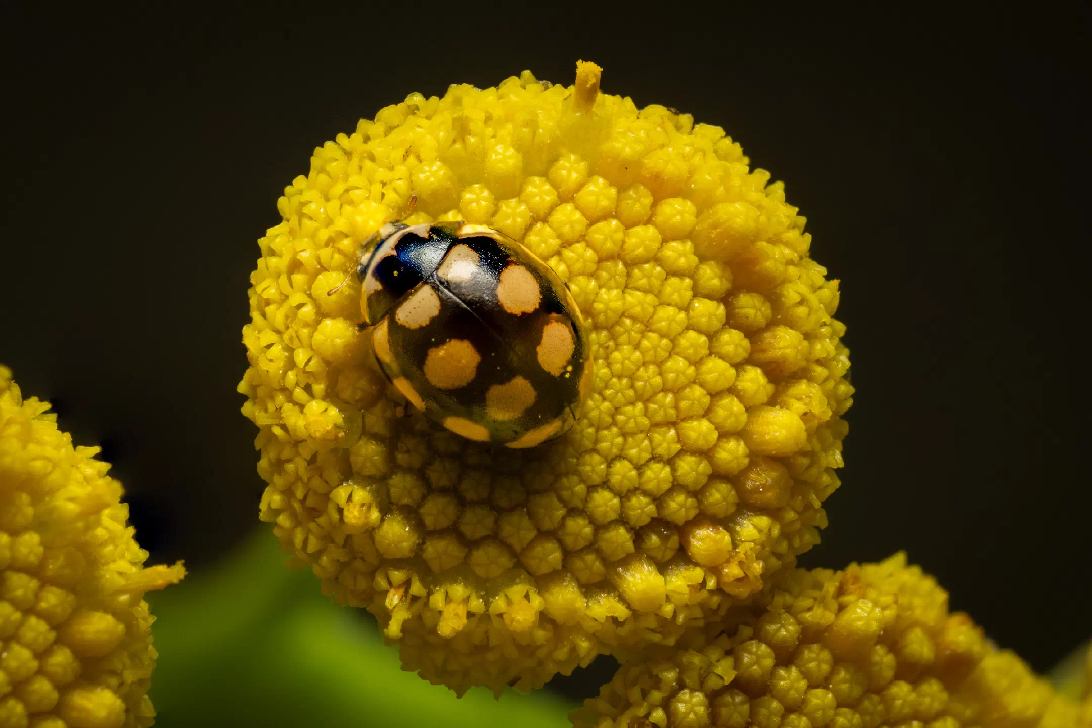 Coccinula quatuordecimpustulata | Coccinula quatuordecimpustulata