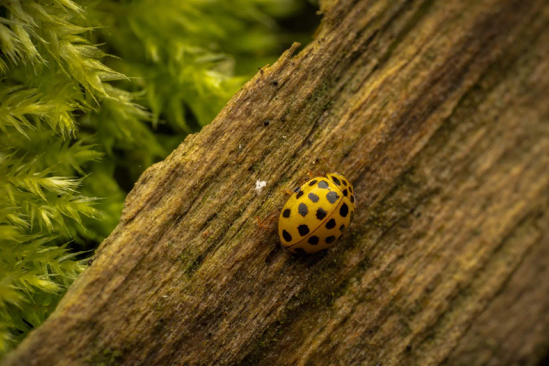 22-spot Ladybird | 22-spot Ladybird