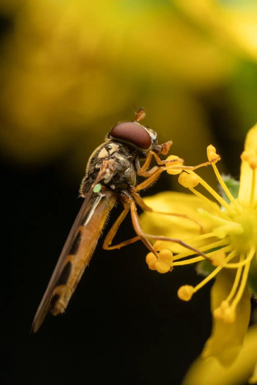 Variable Duskyface Fly | Variable Duskyface Fly