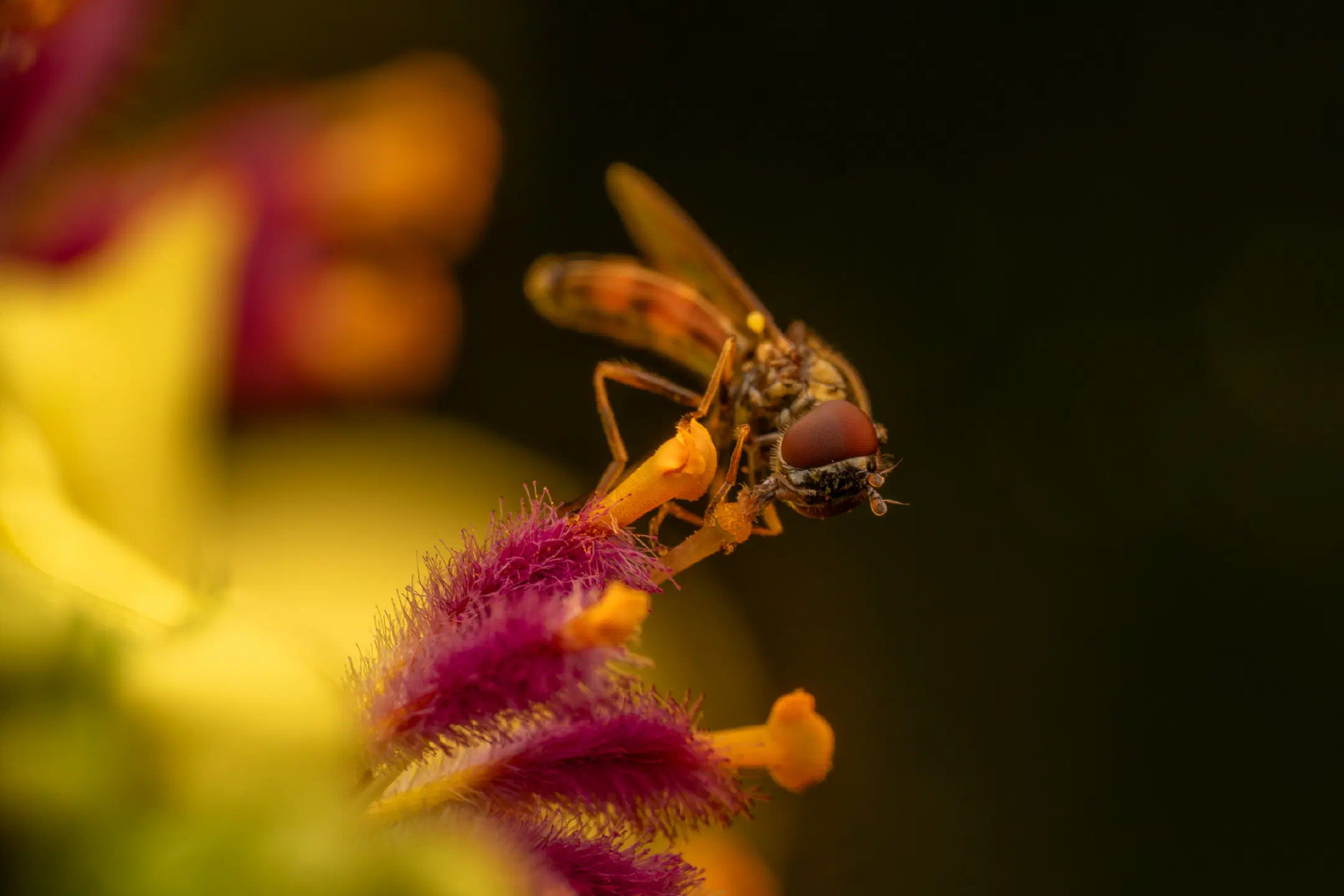 Variable Duskyface Fly | Variable Duskyface Fly