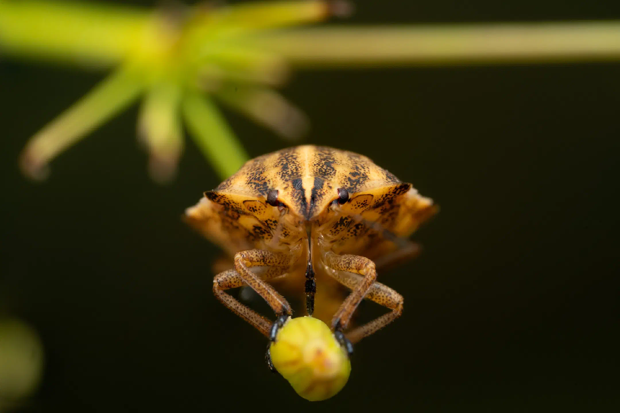 Sloe Bug | Sloe Bug