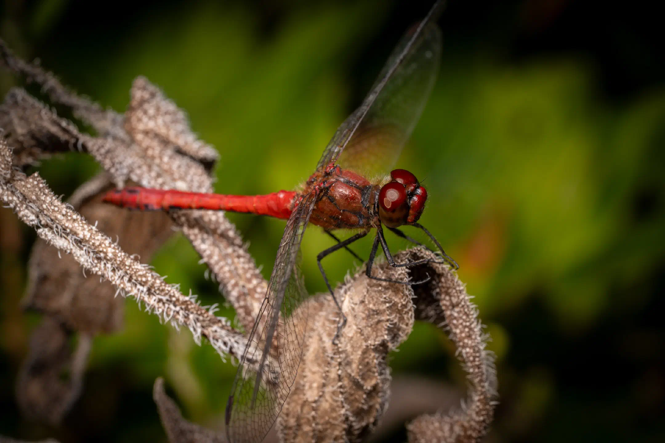 Ruddy Darter | Ruddy Darter