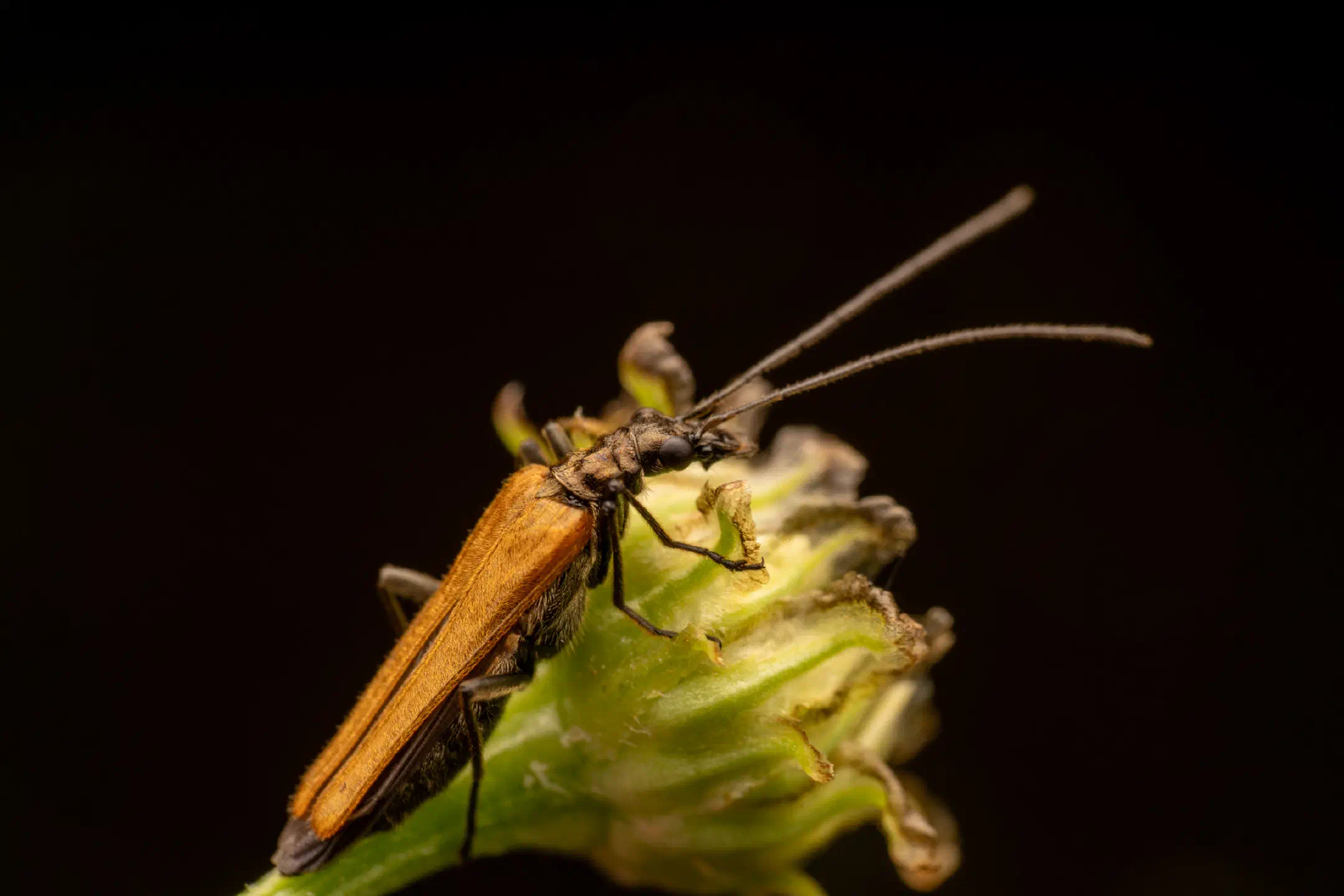 Oedemera femorata | Oedemera femorata