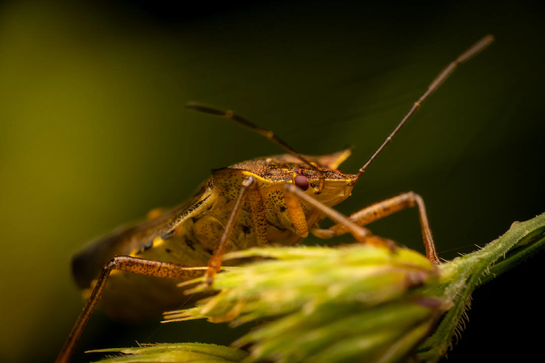 Forest Bug | Forest Bug