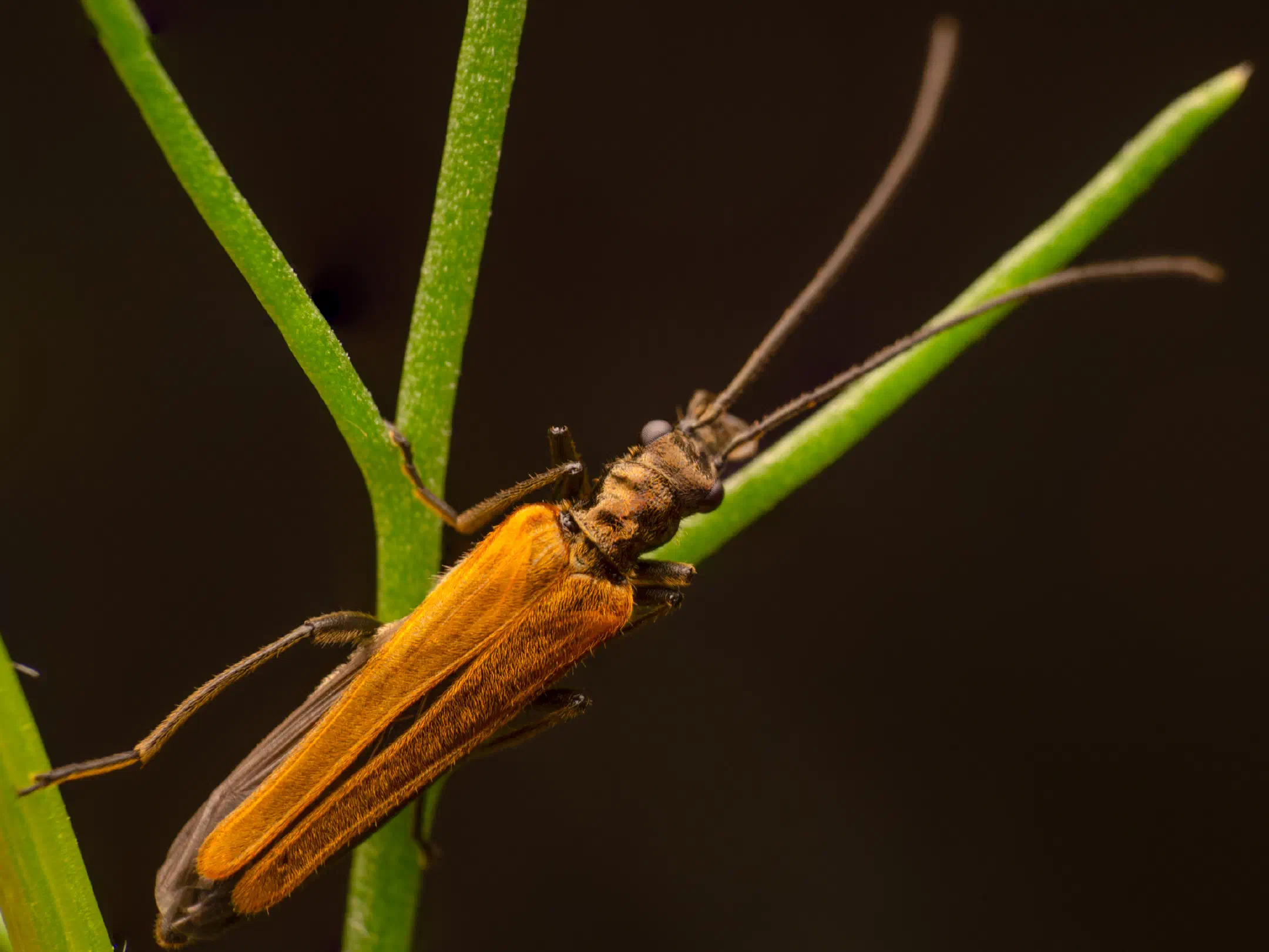 Oedemera femorata | Oedemera femorata