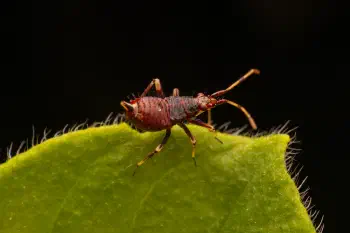 Damsel Bugs