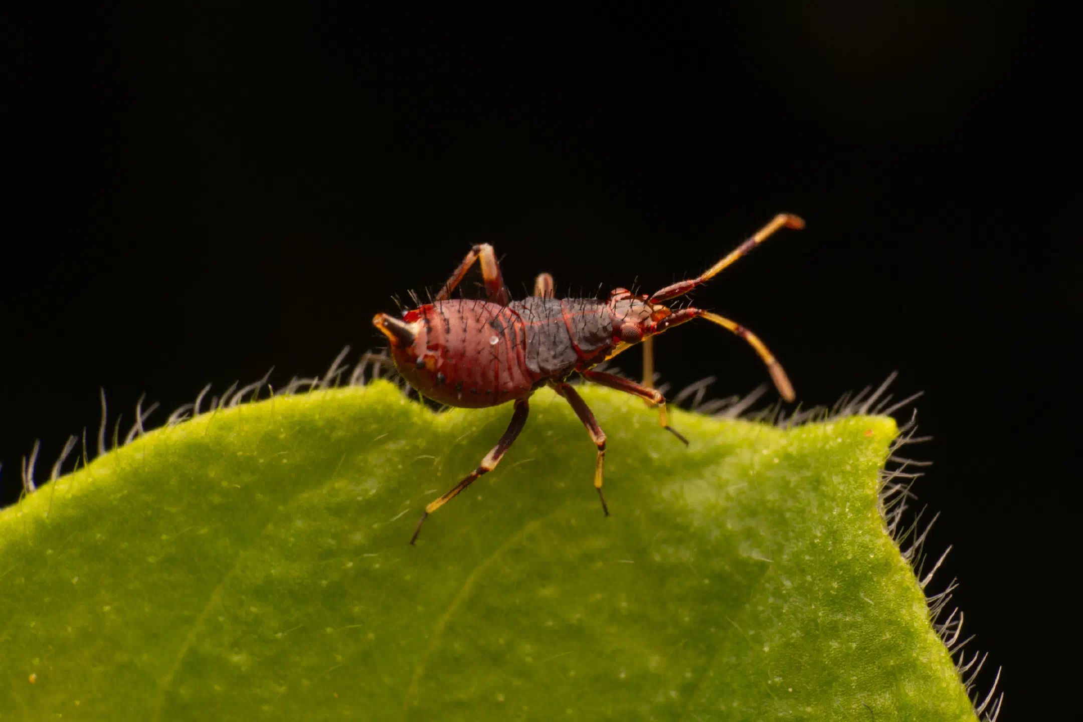 Damsel Bugs | Damsel Bugs