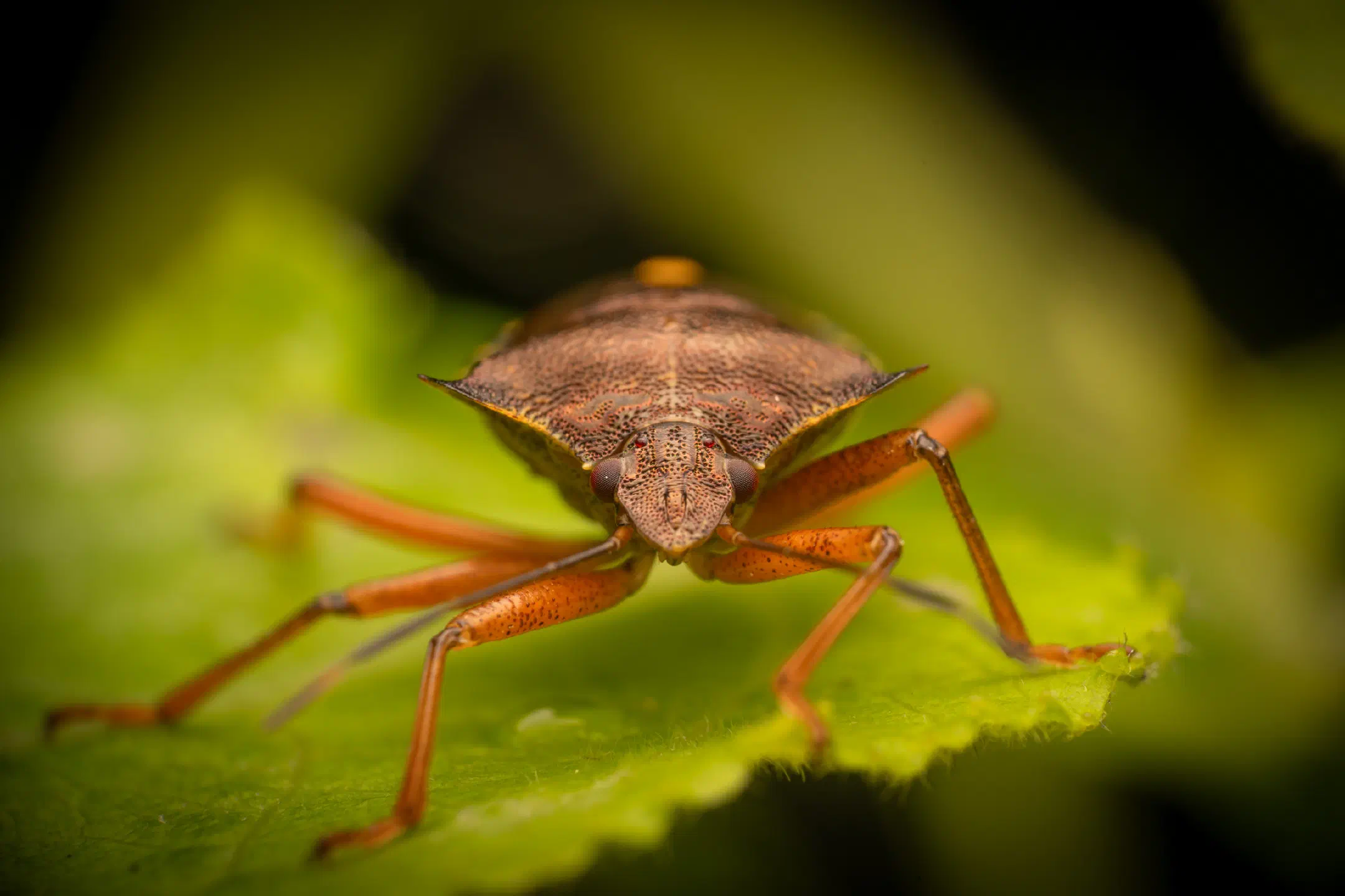 Forest Bug | Forest Bug