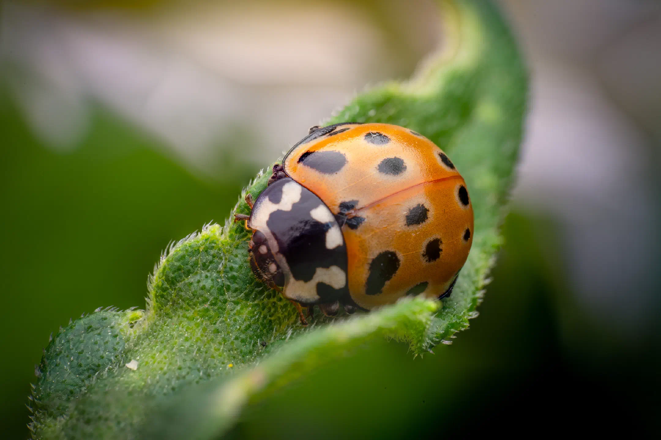 Eyed Ladybird Beetle | Eyed Ladybird Beetle