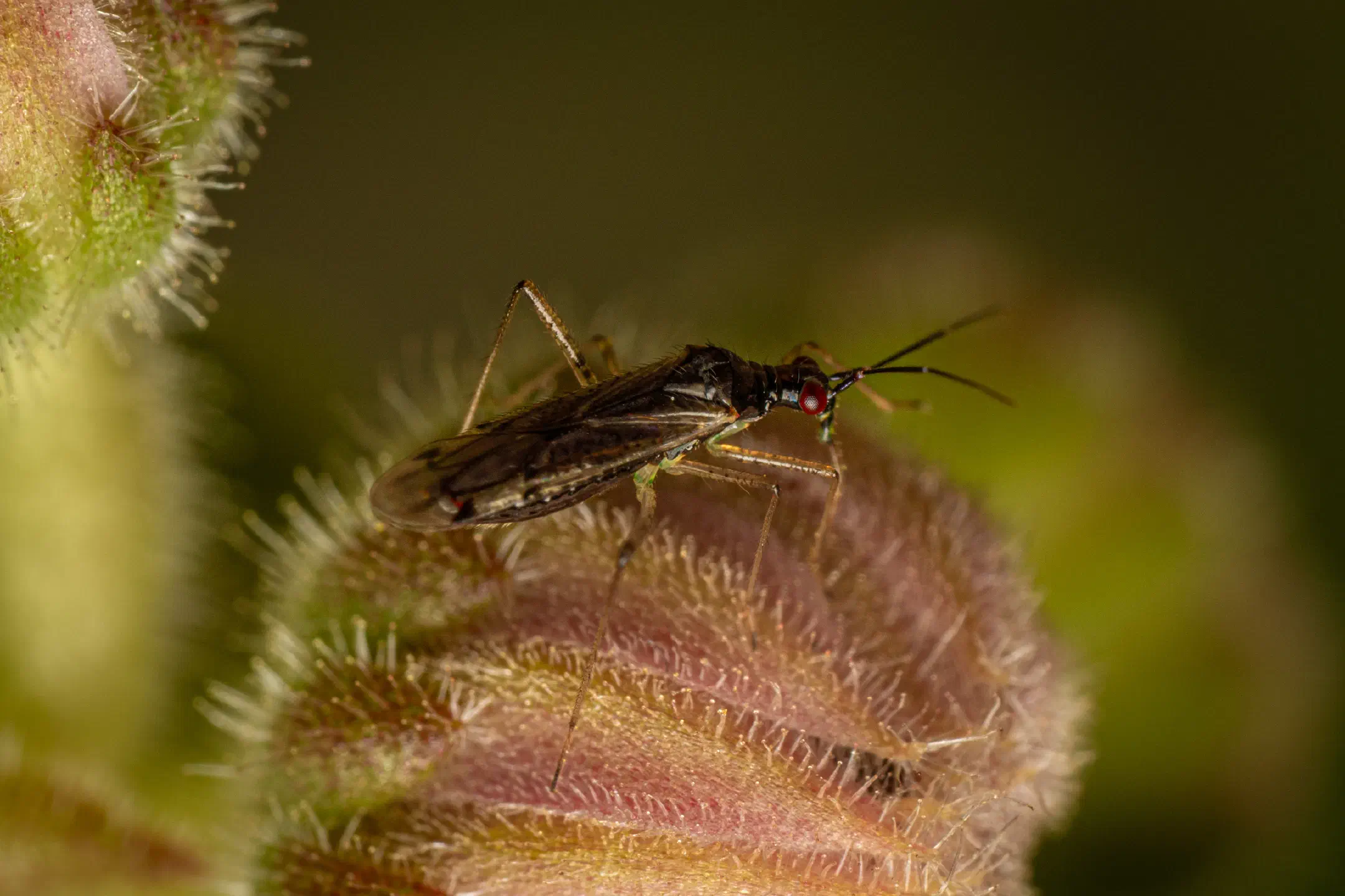 Dicyphus errans | Dicyphus errans