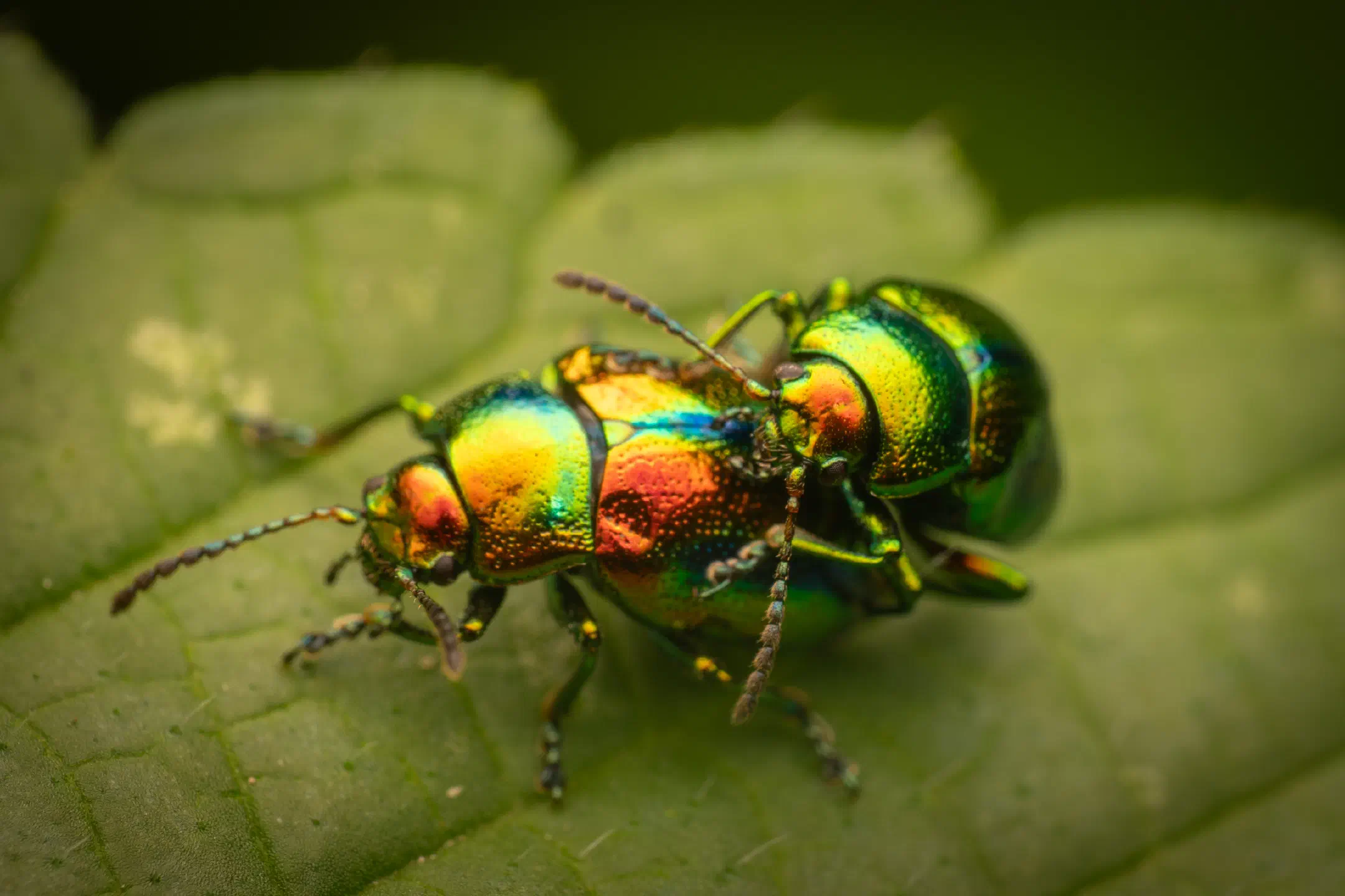 Dead-nettle Leaf Beetle | Dead-nettle Leaf Beetle