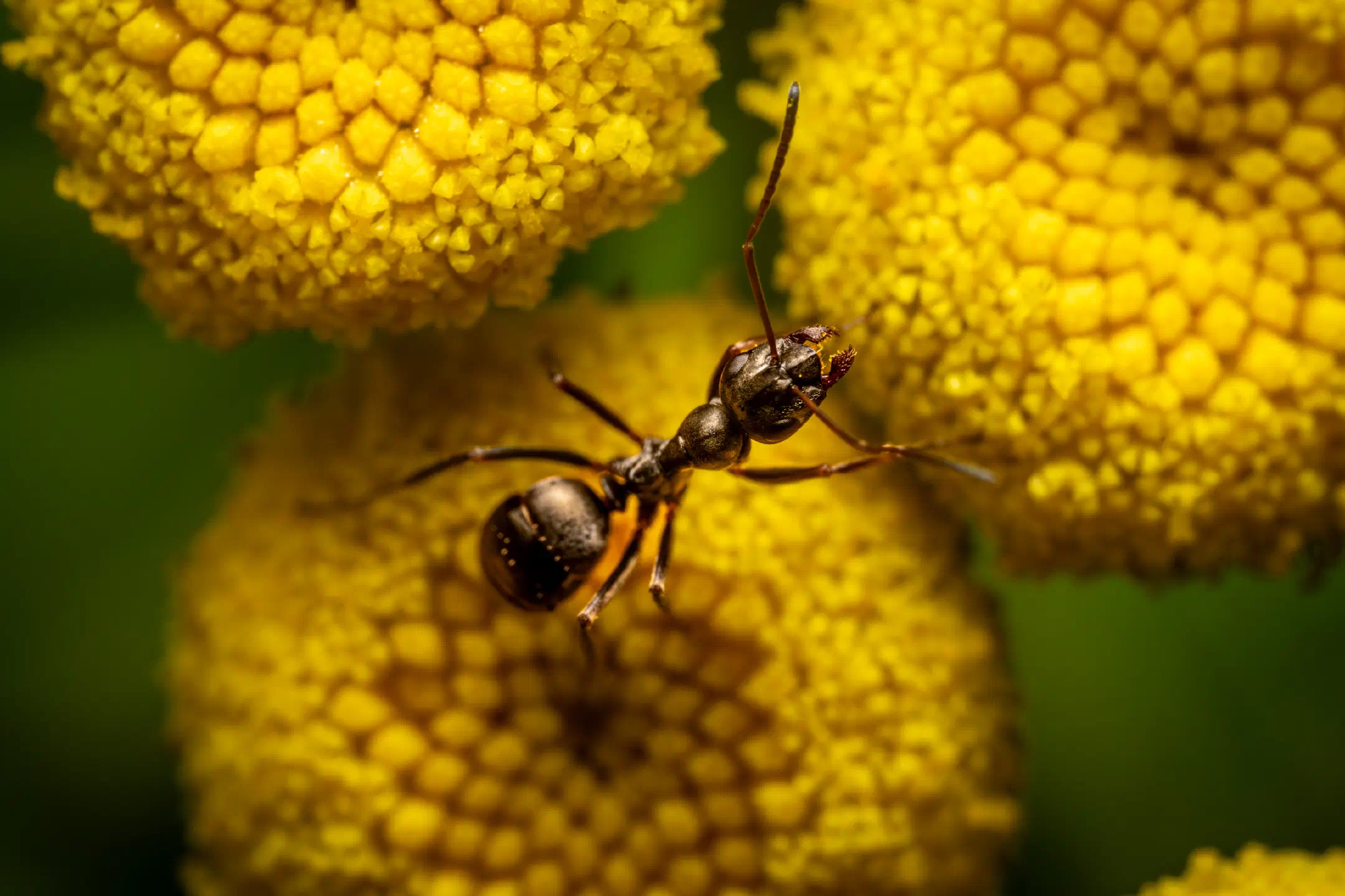 Wood, Mound, and Field Ants | Wood, Mound, and Field Ants