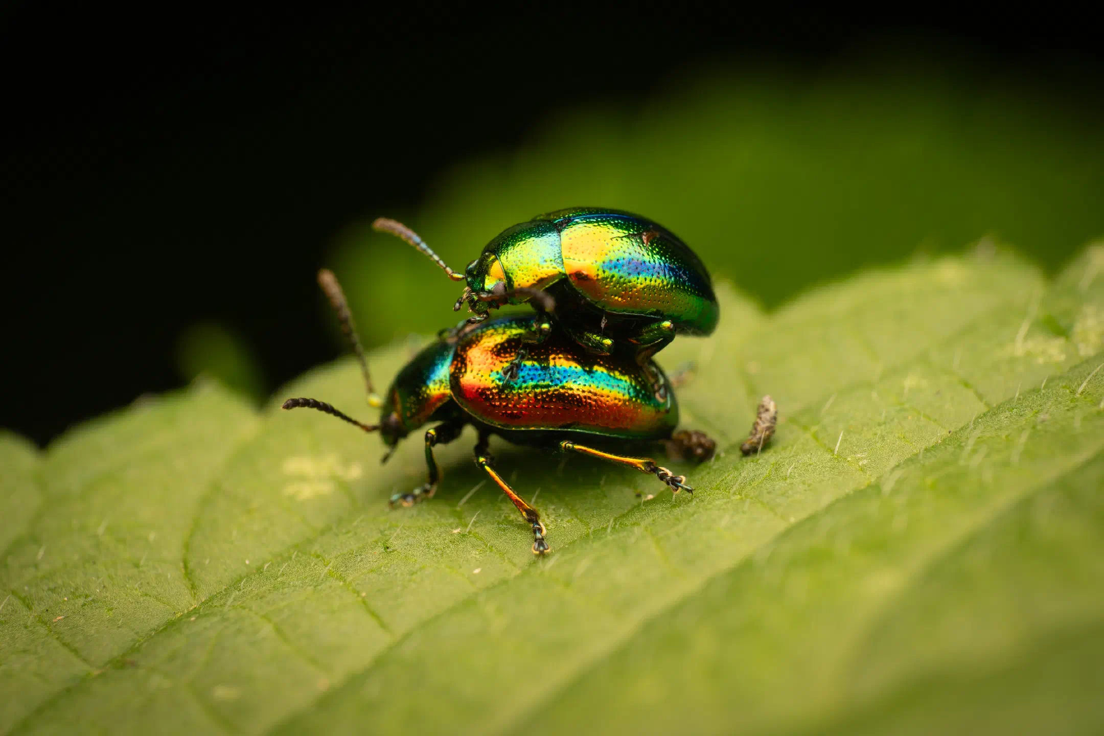 Dead-nettle Leaf Beetle | Dead-nettle Leaf Beetle