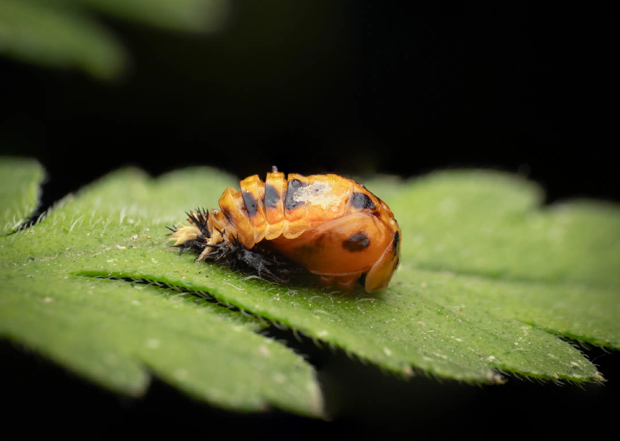 Asian Lady Beetle | Asian Lady Beetle