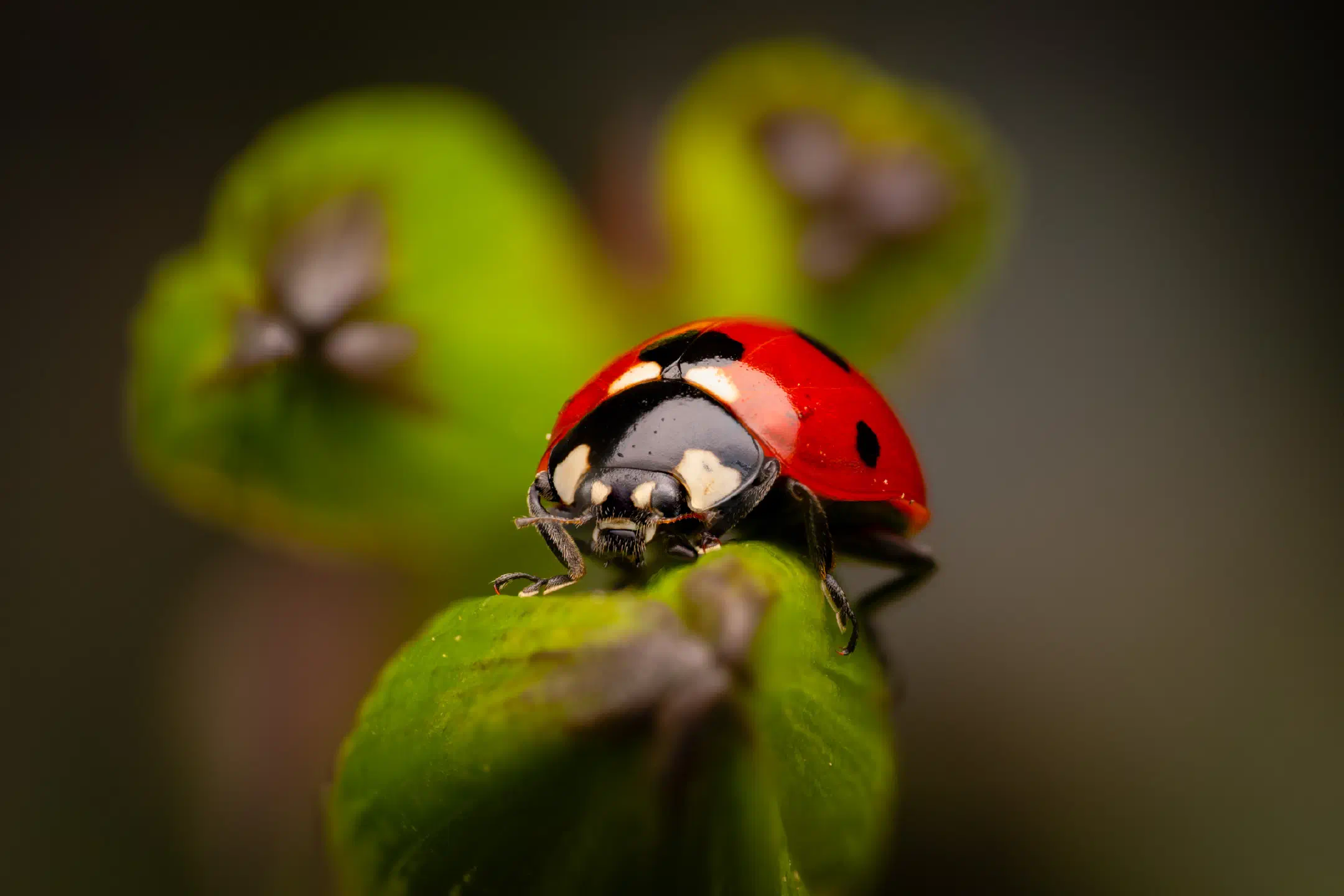 Seven-spotted Lady Beetle | Seven-spotted Lady Beetle