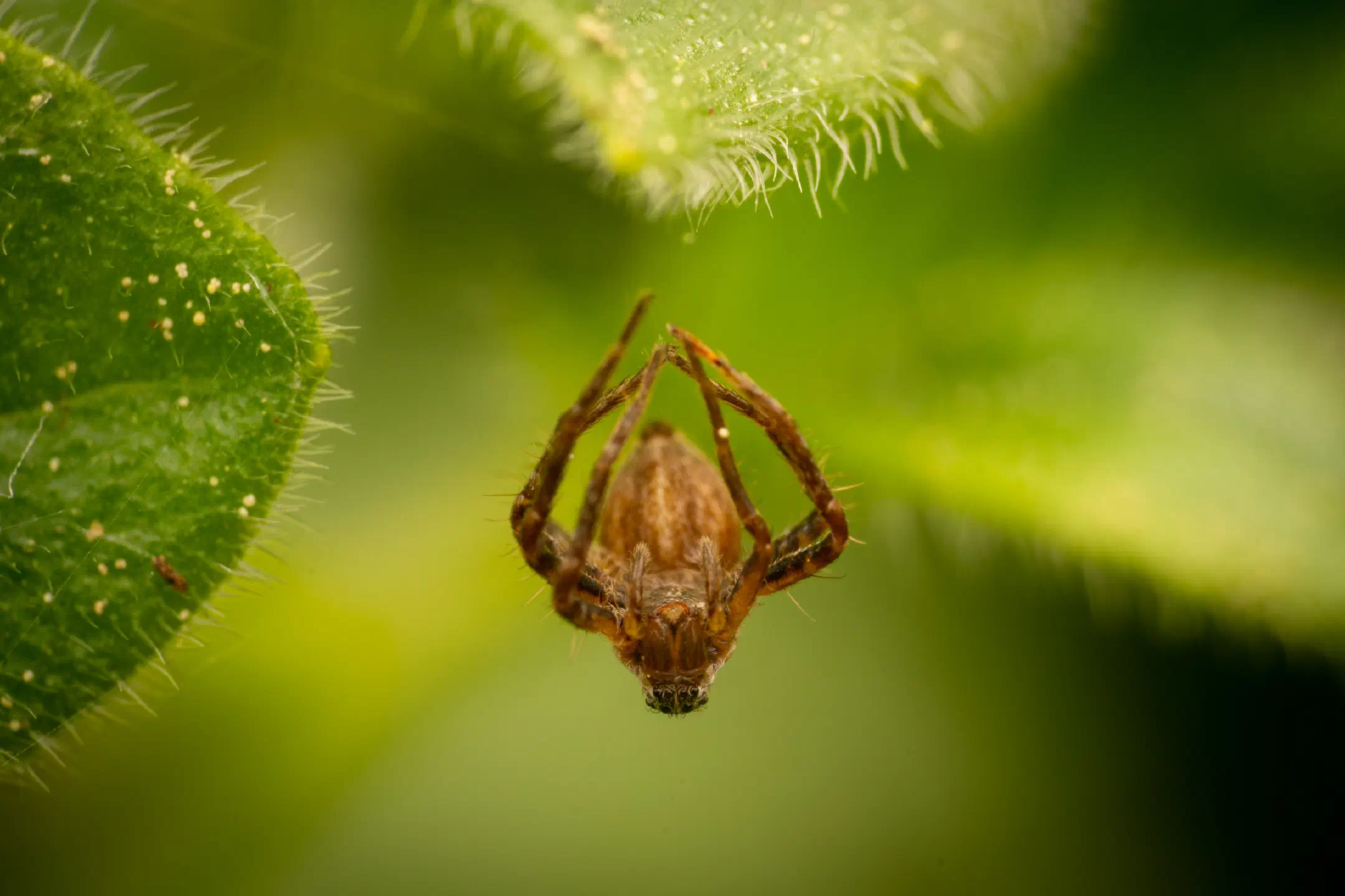 Orbweavers | Orbweavers
