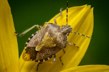 Sloe Bug