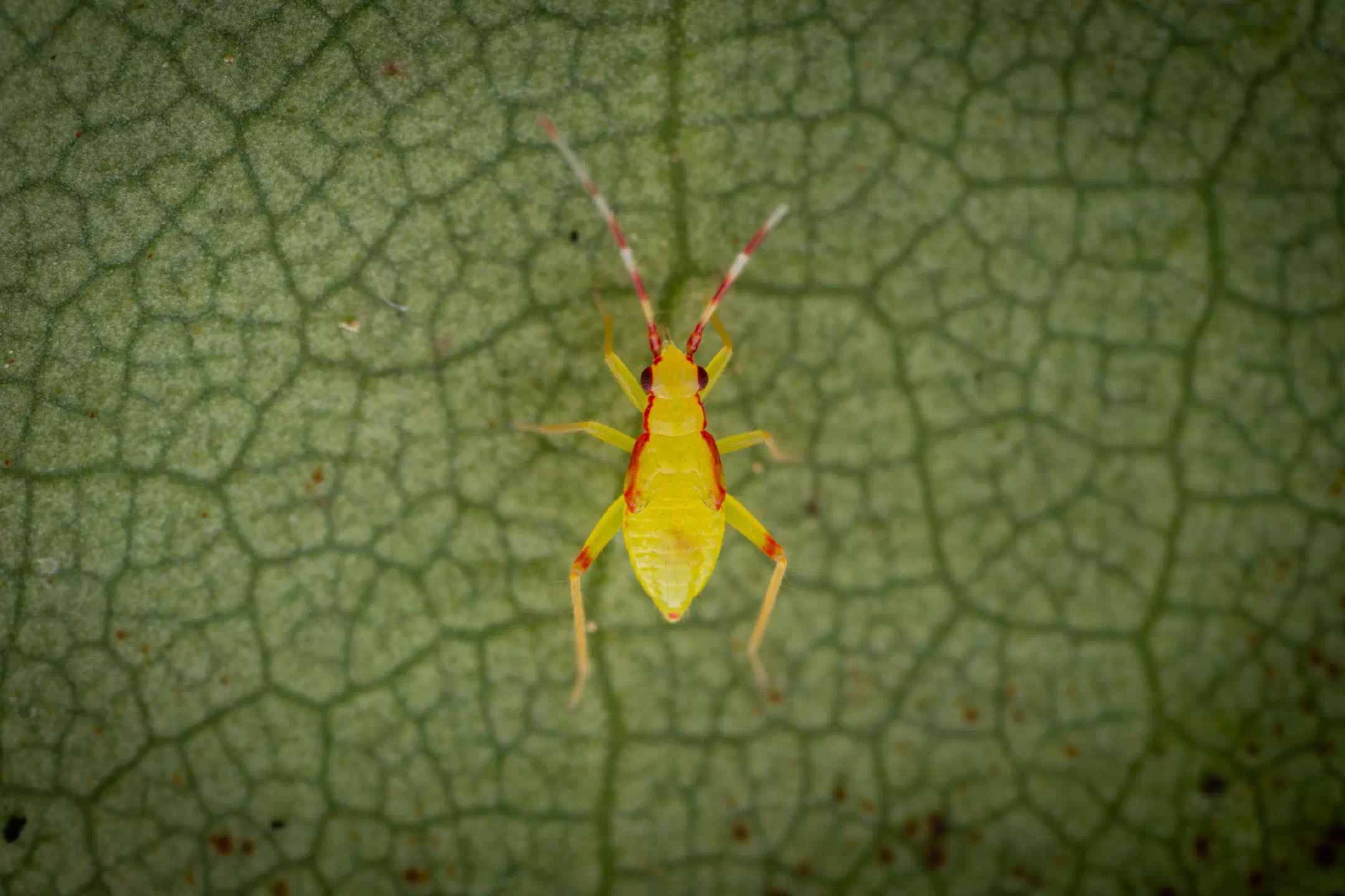 Campyloneura virgula | Campyloneura virgula