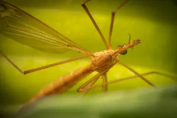 Tipula lunata species group