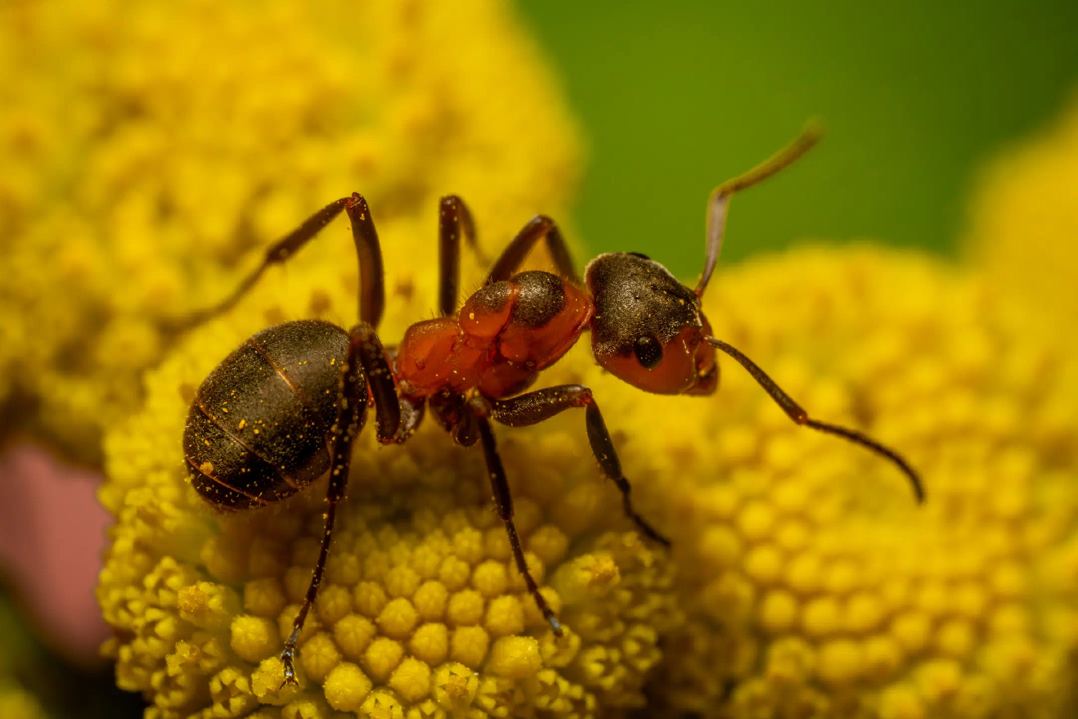 Black-backed meadow ant | Black-backed meadow ant