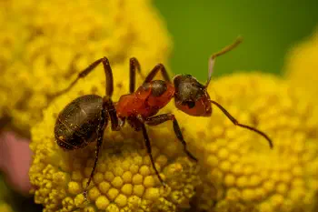 Black-backed meadow ant