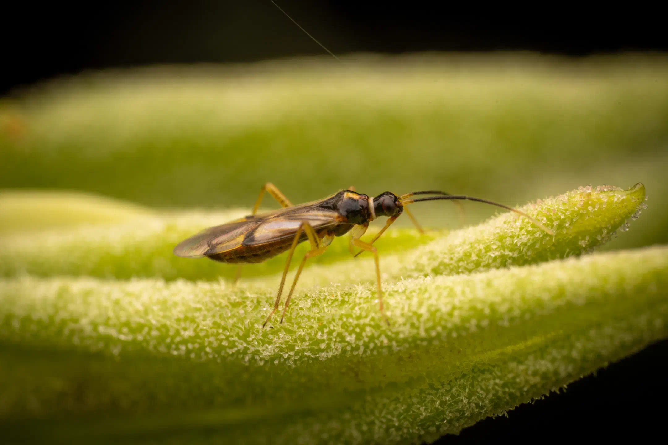 Campyloneura virgula | Campyloneura virgula
