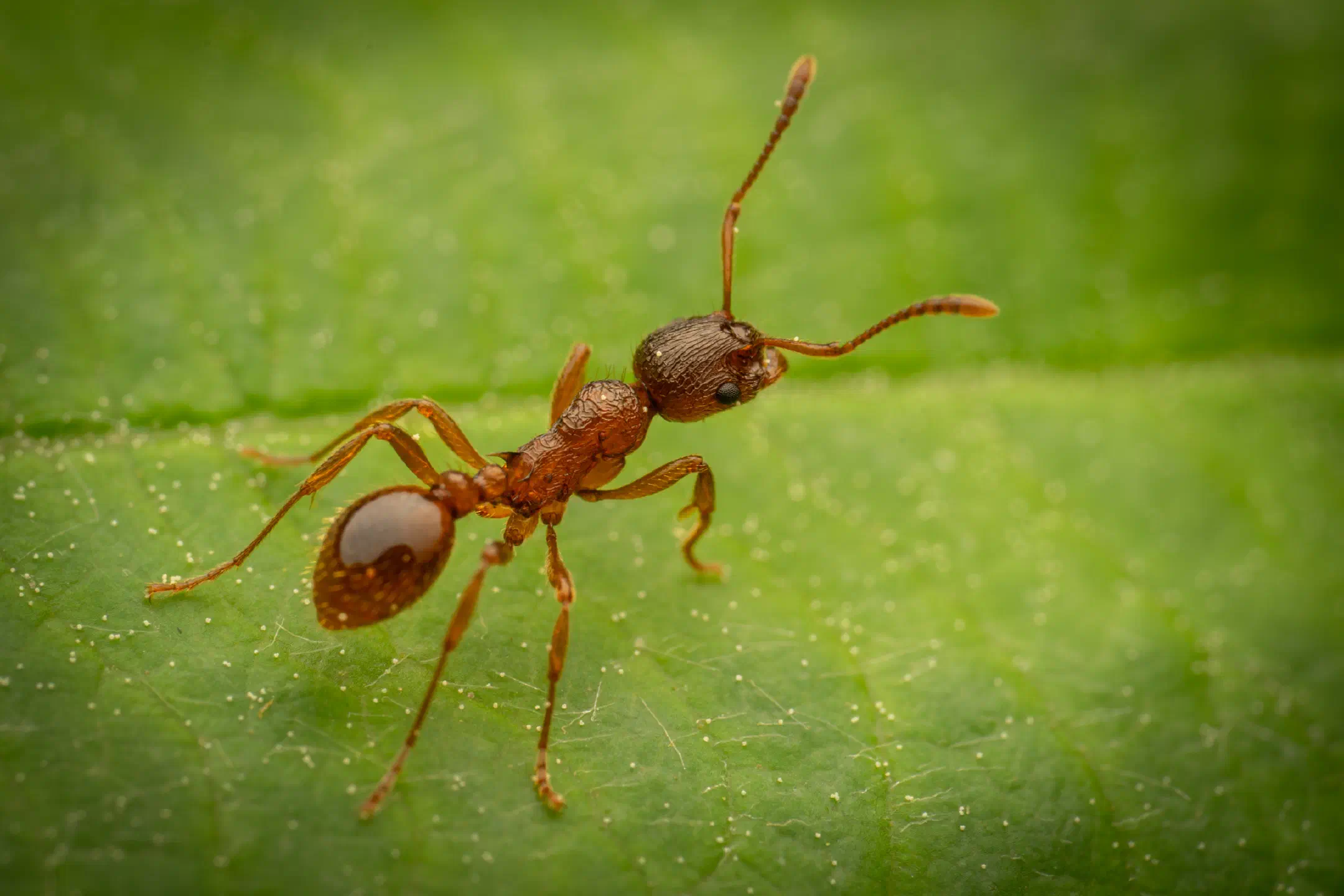 Myrmicine Ants | Myrmicine Ants