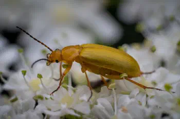 Sulphur Beetle