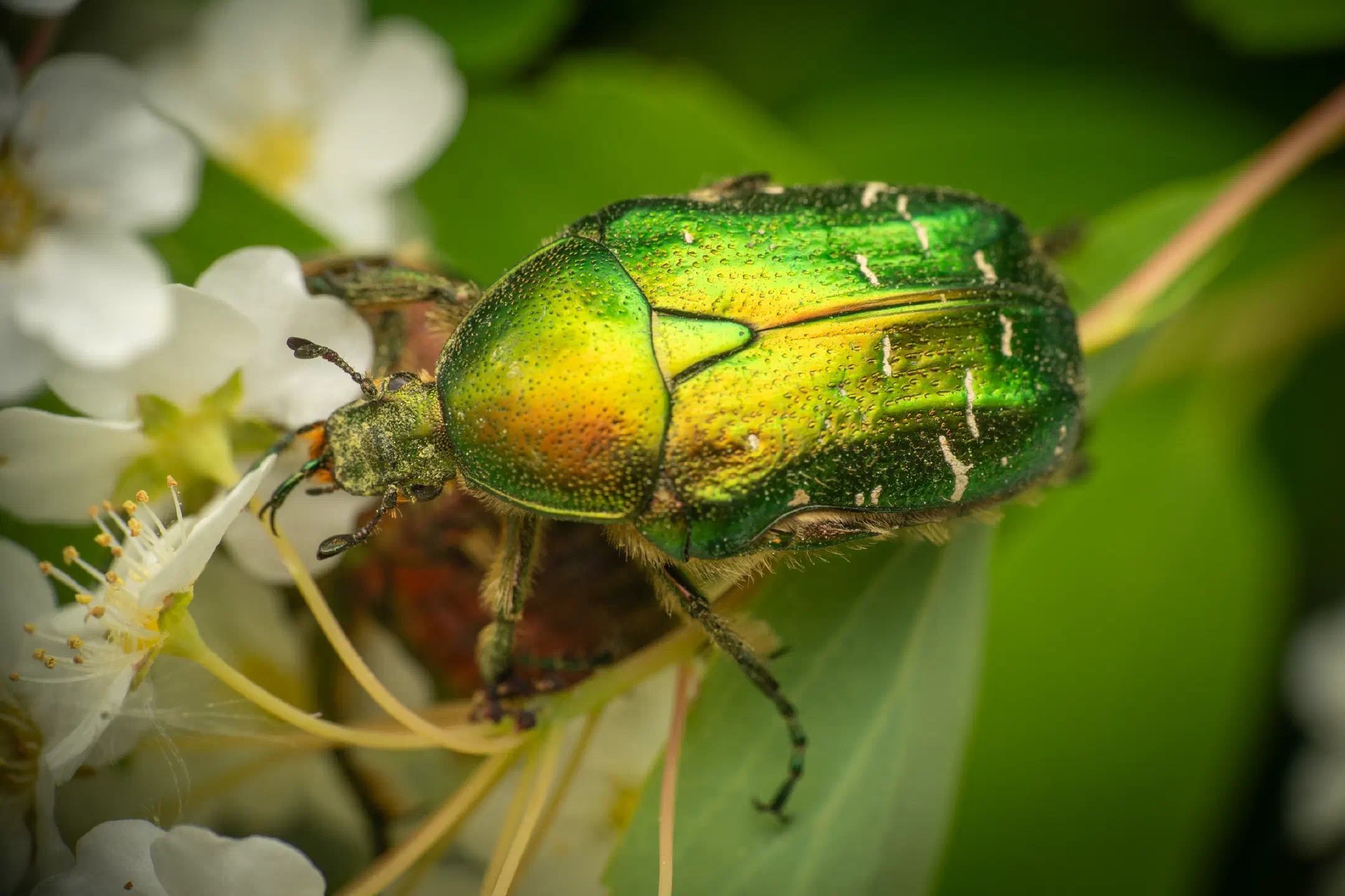 European Rose Chafer | European Rose Chafer