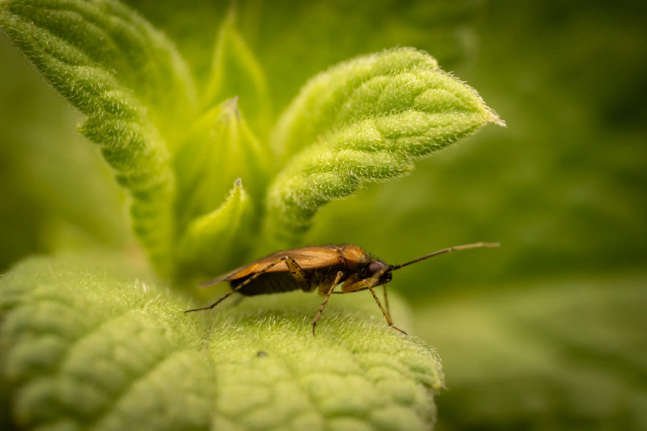 Common Nettle Flower Bug | Common Nettle Flower Bug