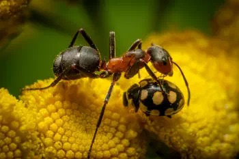 Black-backed meadow ant