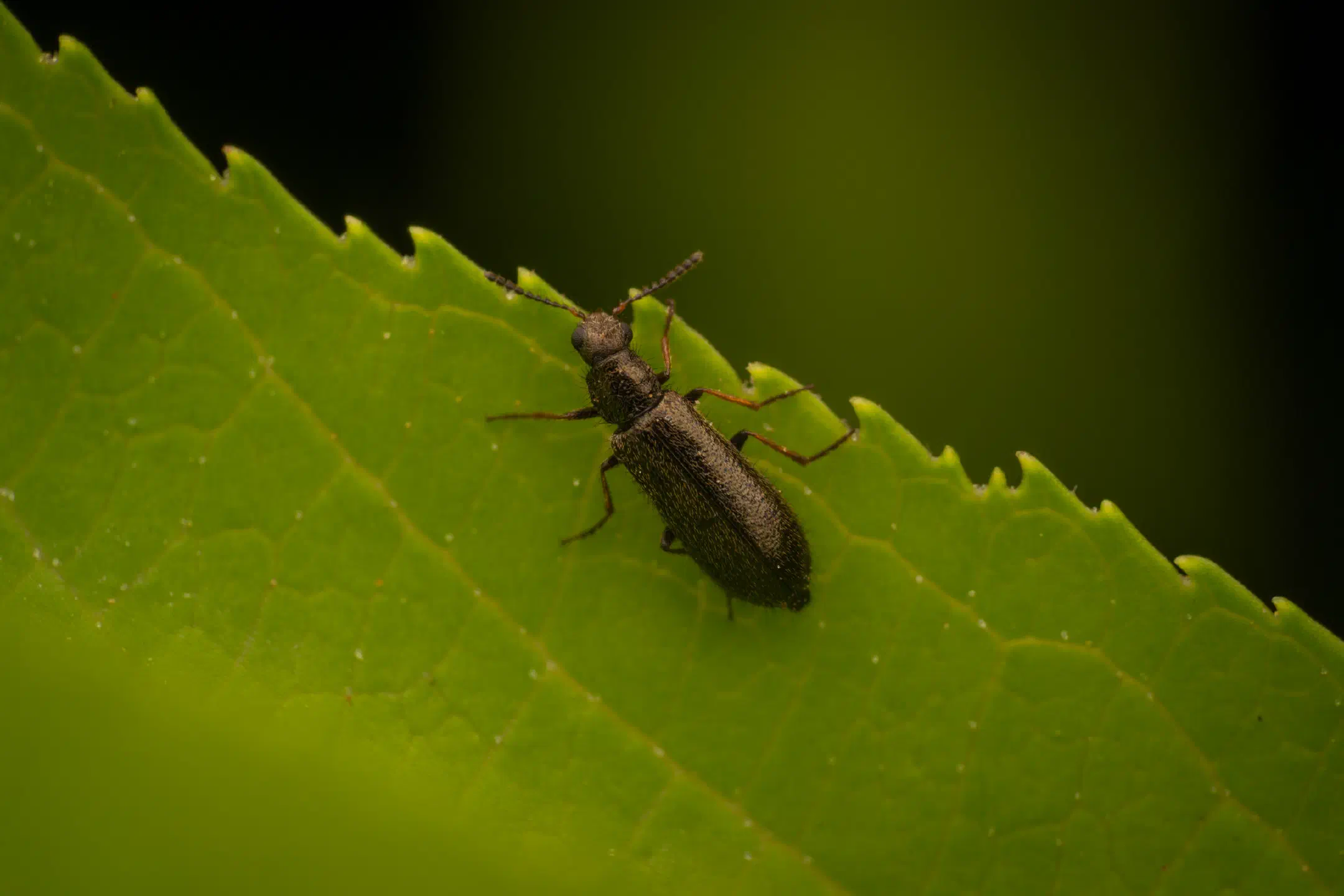 Dasytes plumbeus | Dasytes plumbeus