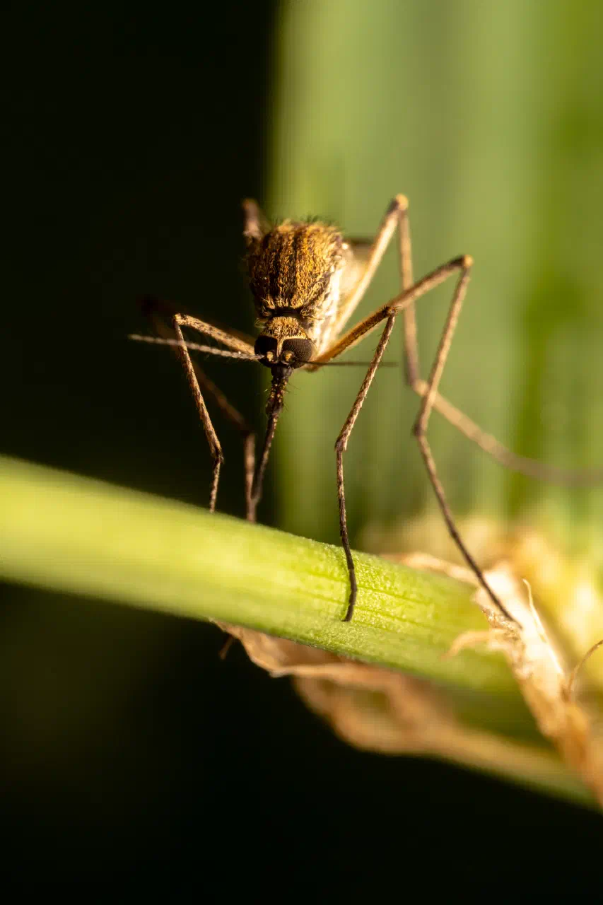 Mosquitoes | Mosquitoes