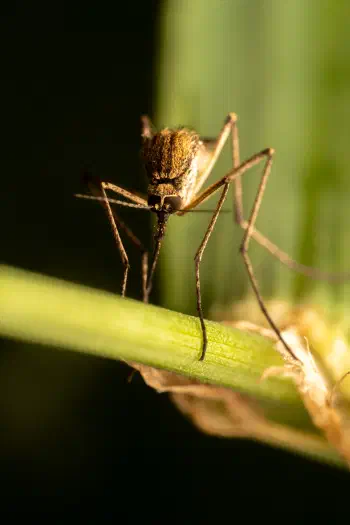 Mosquitoes
