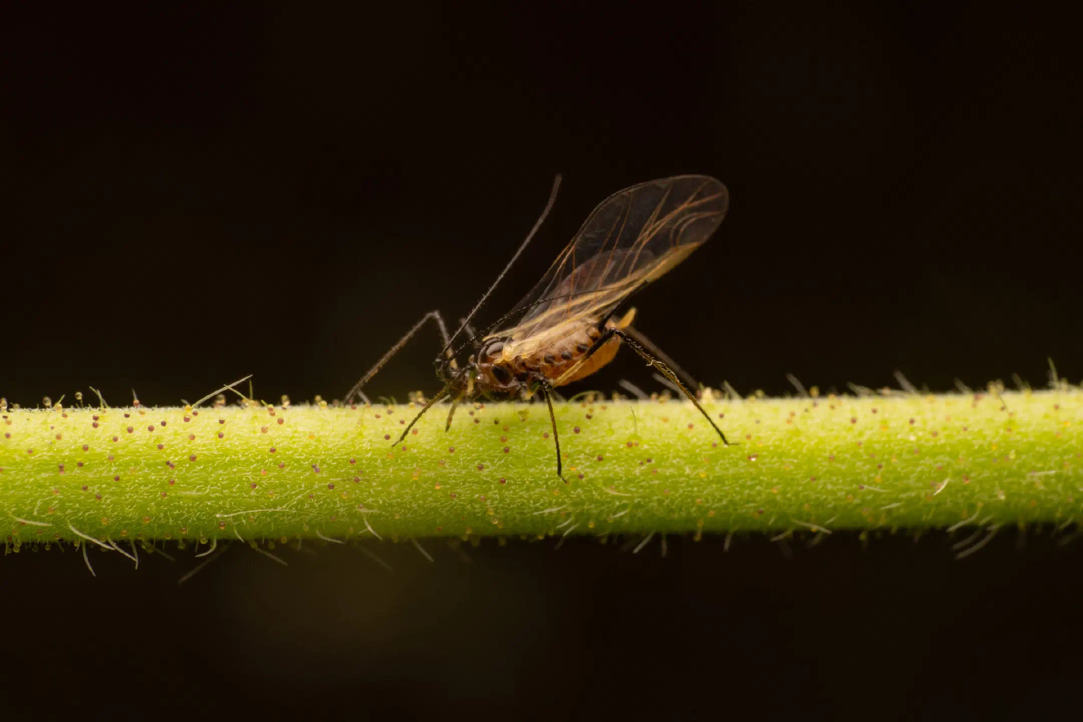 Rose Aphid | Rose Aphid