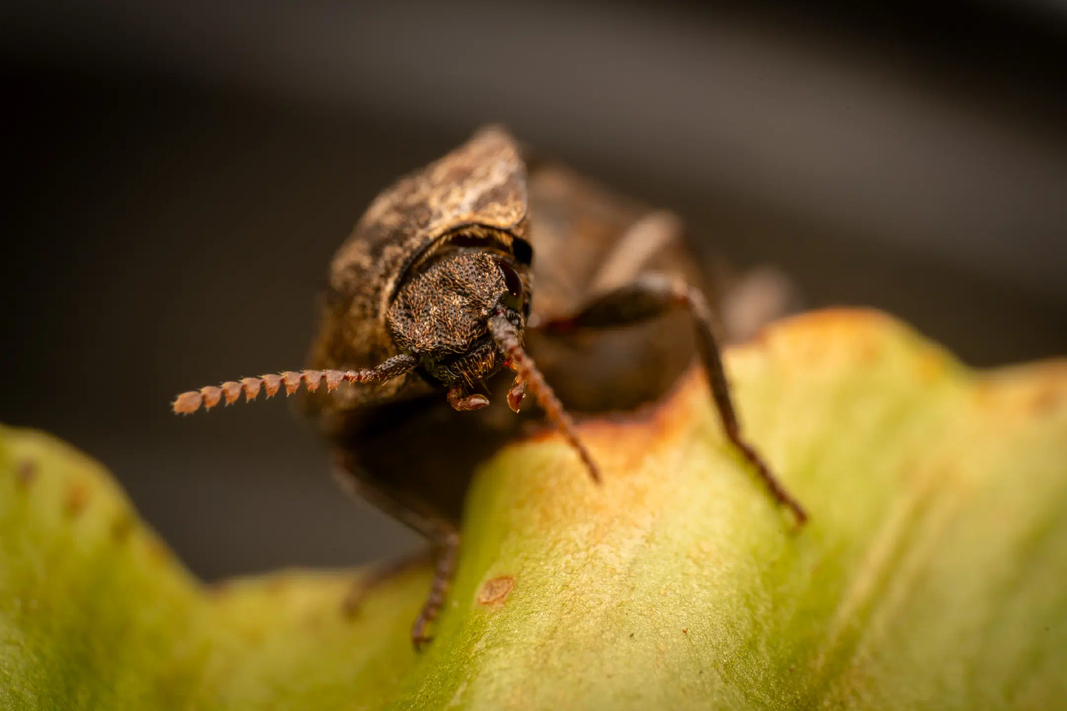 chequered click beetle | chequered click beetle