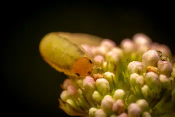 bristly rose sawfly