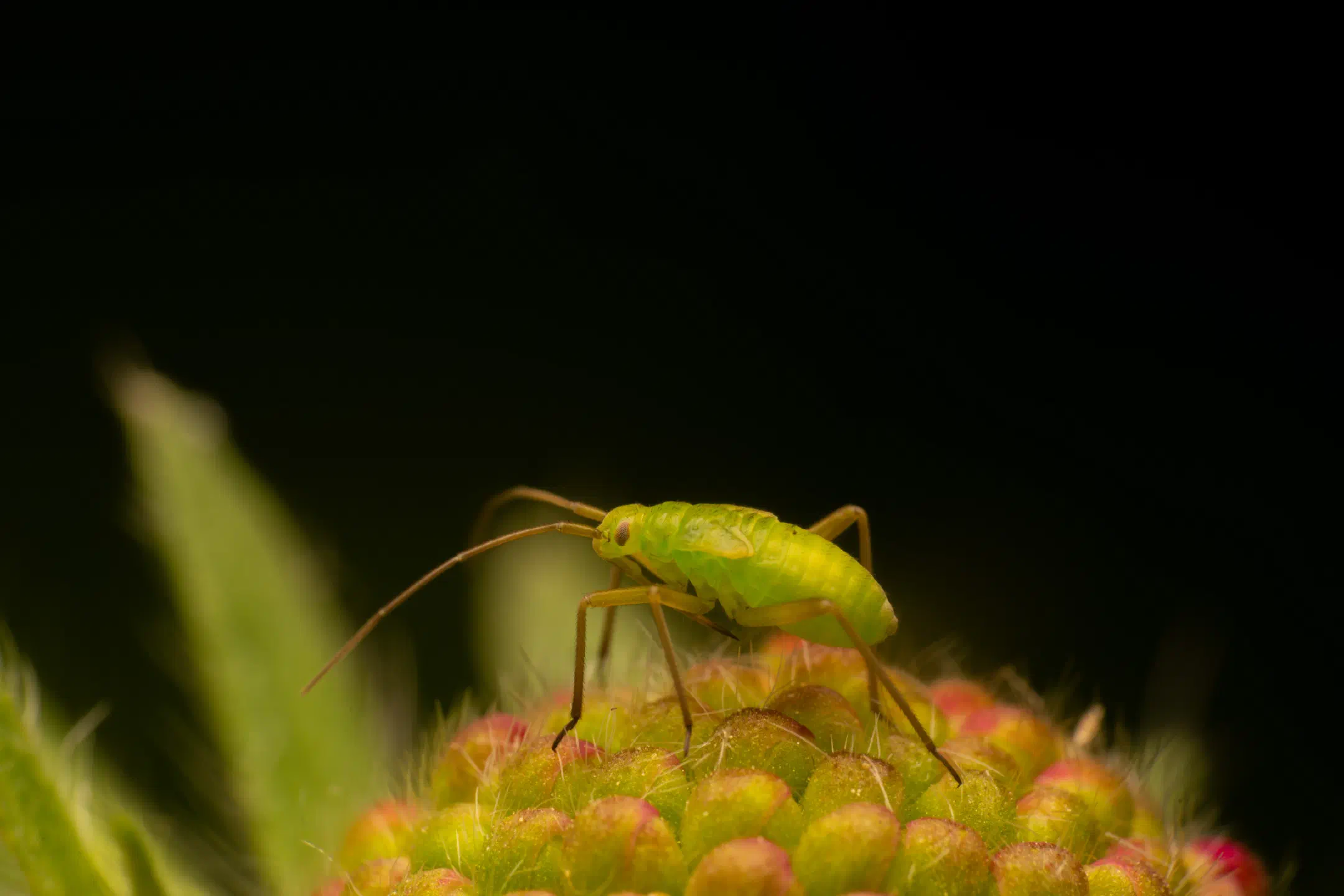 Calocoris affinis | Calocoris affinis