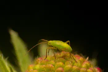 Calocoris affinis